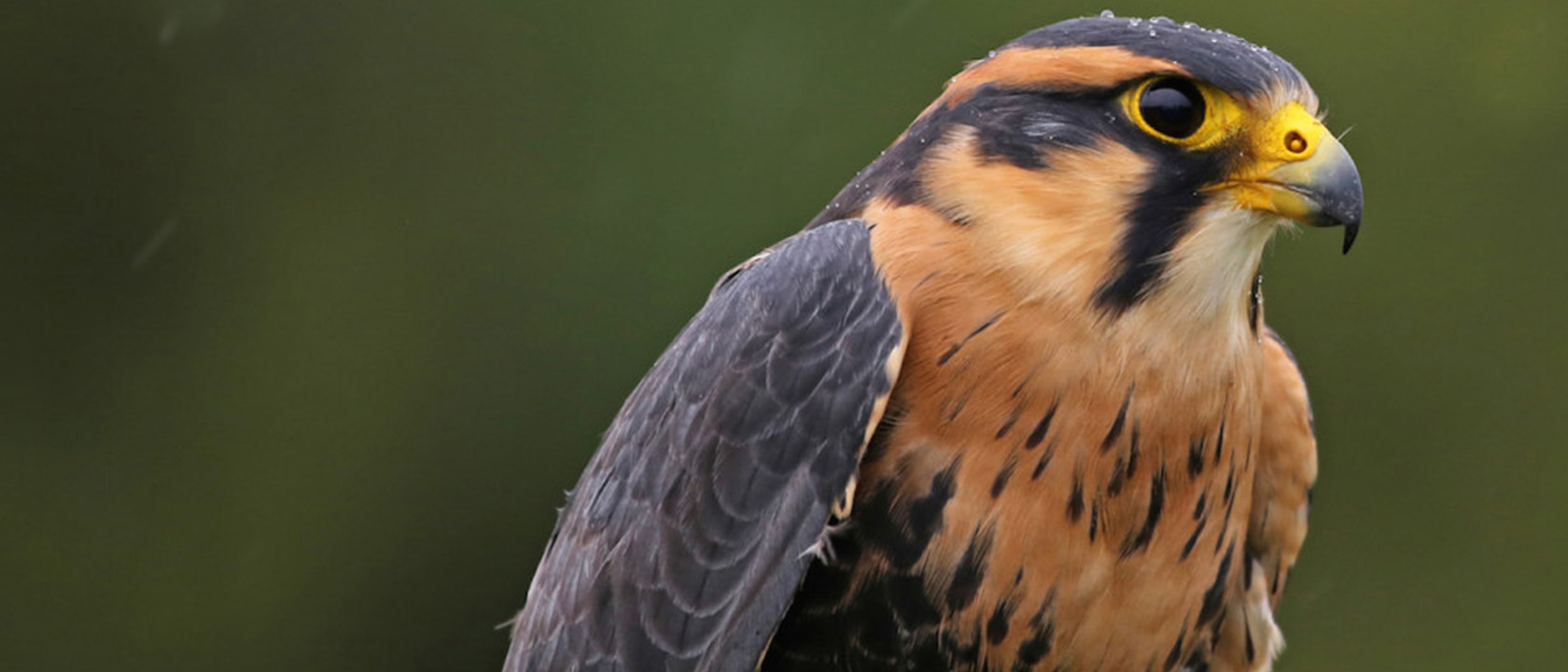 Mountain Falconry Escape Your Earthbound Existence