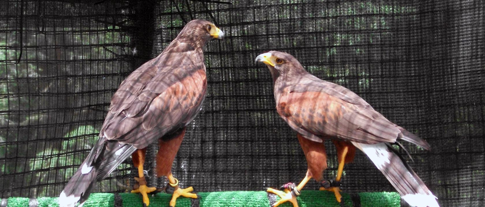 Hawks & Falcons for Sale